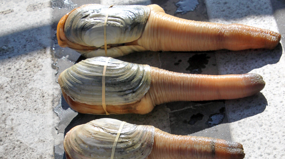 Have you ever seen a Geoduck?