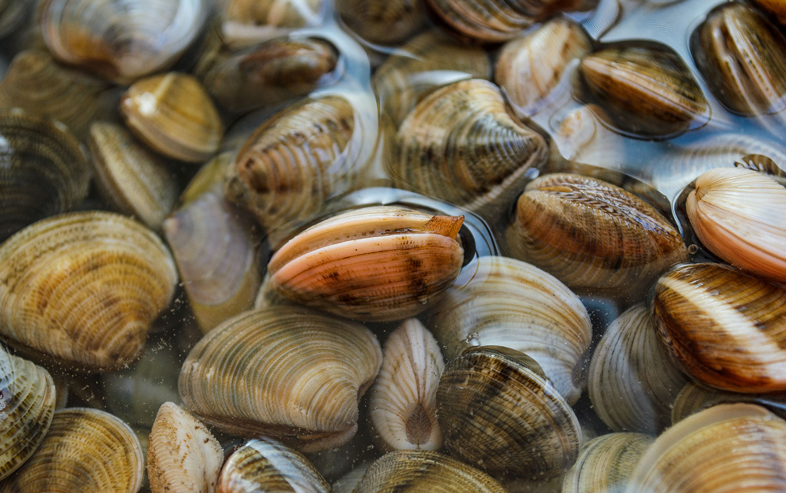 Clams War Shore Trading Co 